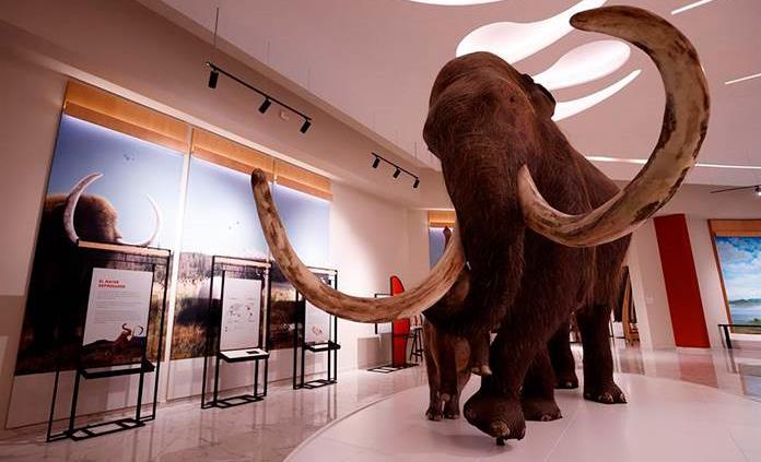 Analizan la evolución del mamut lanudo en sus 700.000 años por Siberia