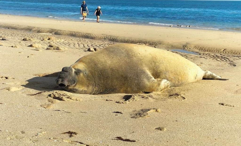 Emiten recomendaciones por aparición de elefante marino en Puerto Peñasco