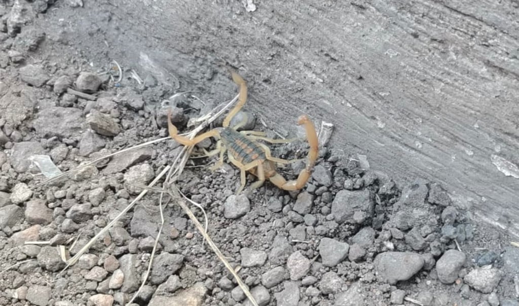 840 duranguenses atendidos por picadura de alacrán