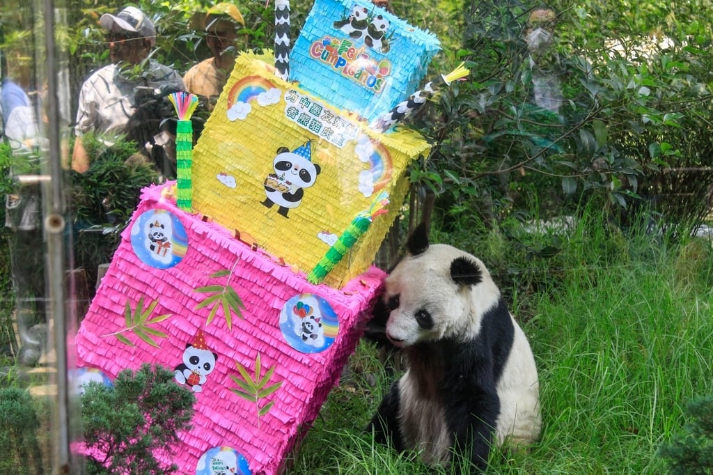 Famosos osos panda de Chapultepec