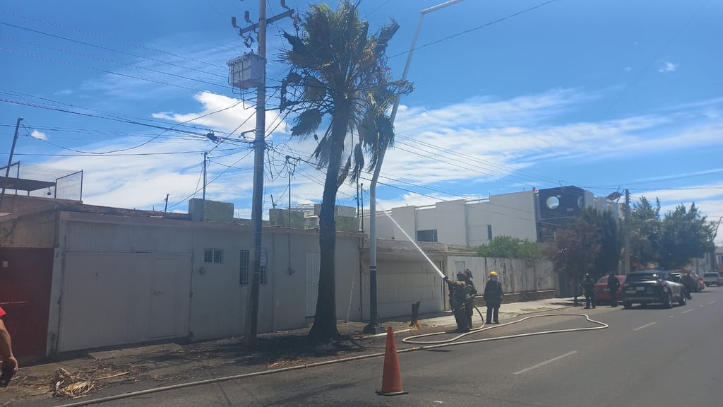 Se incendia palmera en avenida Cuauhtémoc