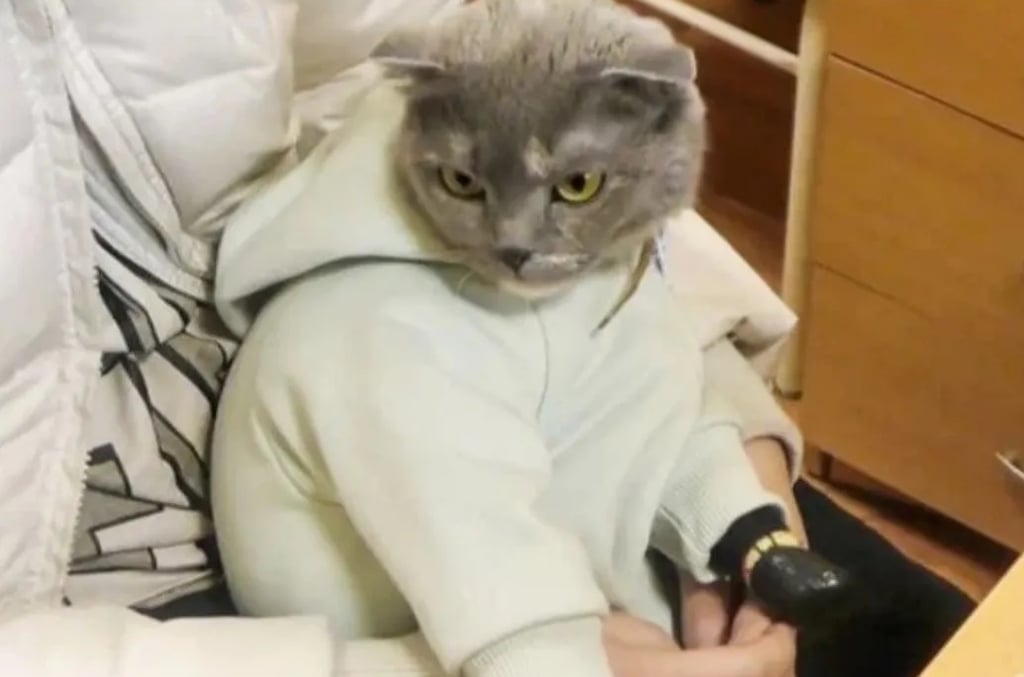 Detienen a mujer que ocultaba droga en un gato vestido de bebé