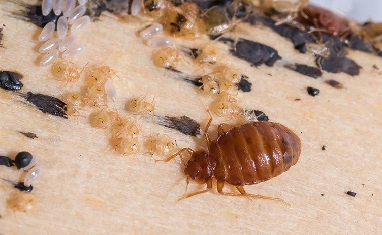 Hombre muere al ser devorado por chinches en prisión; familia exige investigación