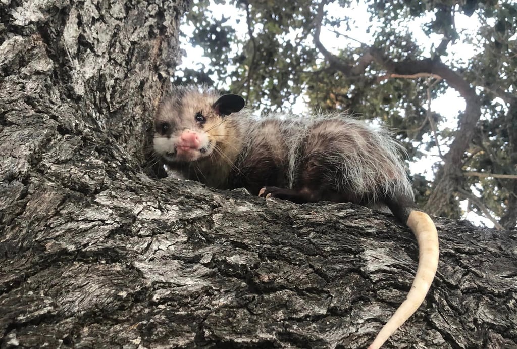 Joven se vuelve viral por la búsqueda de 'Durazno', su tlacuache mascota