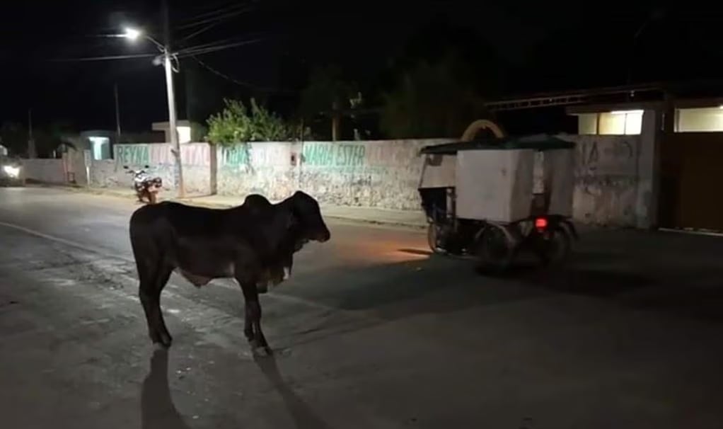 Toro escapa de sus dueños antes de ser sacrificado en Yucatán