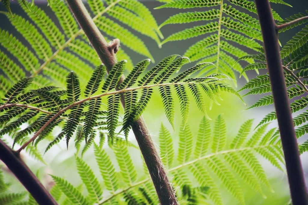 Plantas vasculares pudieron extenderse 14 millones de años antes