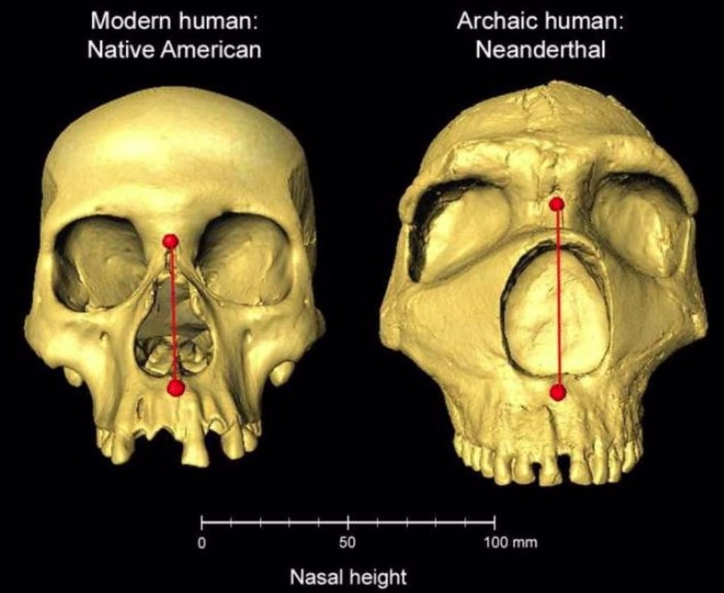 La forma de la nariz humana, herencia neandertal
