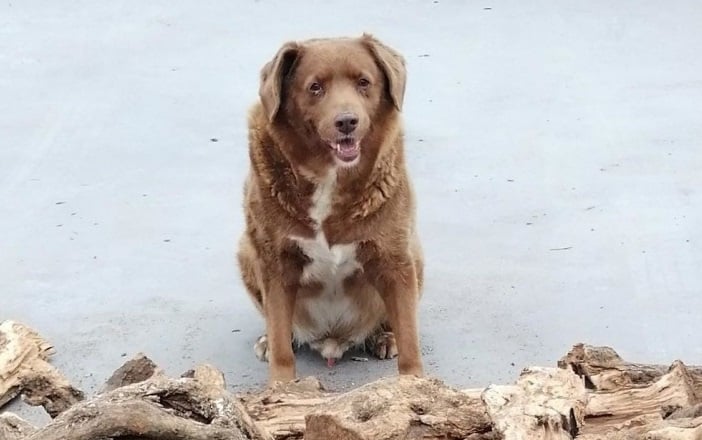 Bobi, el perro más viejo del mundo cumple 31 años