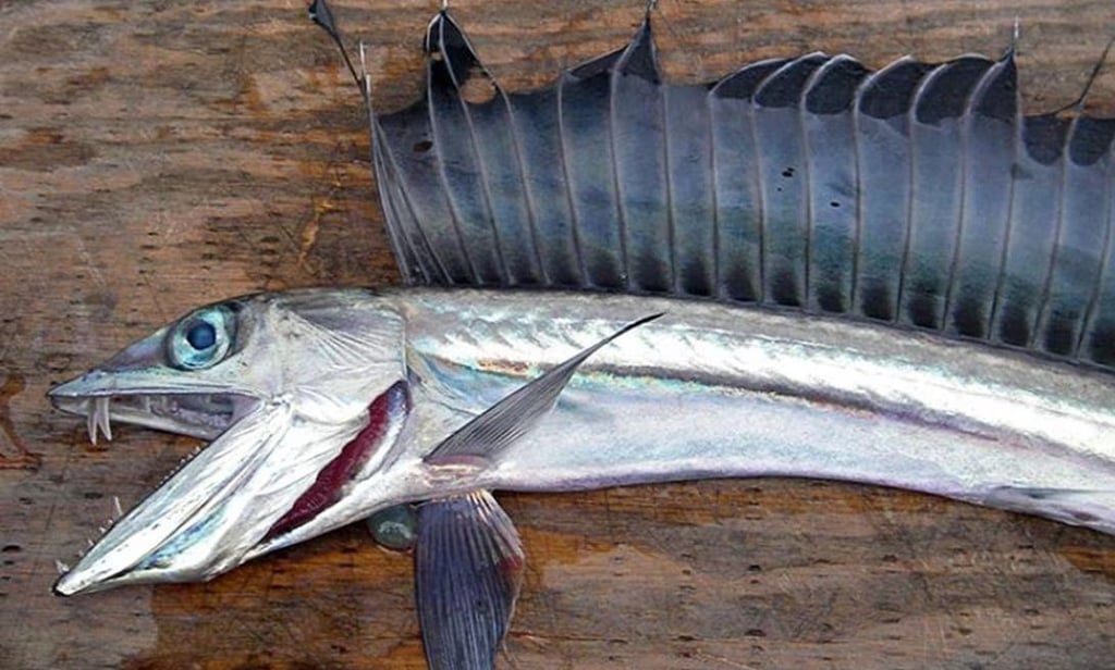 Llegada de pez caníbal a costas de Oregón desata desconcierto