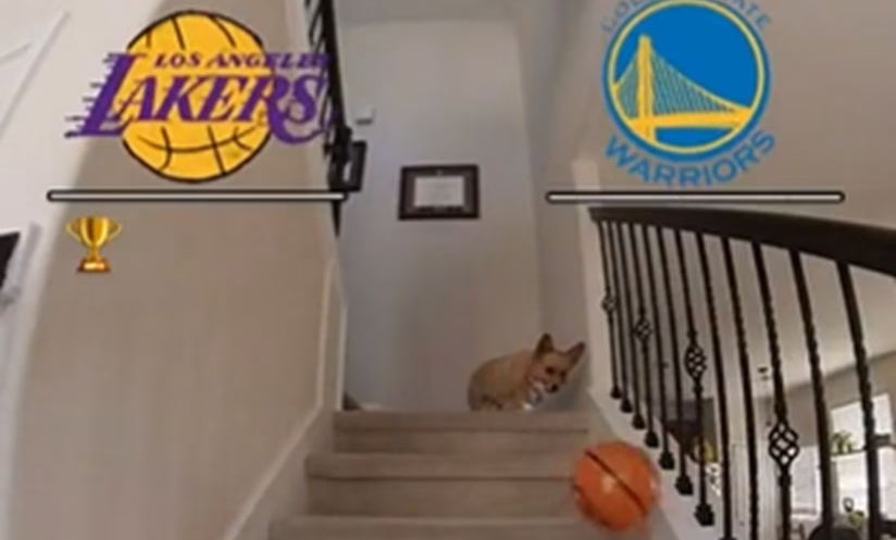 VIRAL: Perrito adivina cómo quedará la serie entre Lakers y Warriors