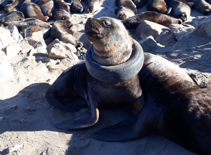 Rescatan a un lobo marino con una gran herida provocada por basura marina en Argentina