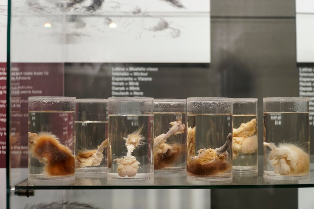 La Faloteca Nacional de Islandia, un peculiar museo con muestras de todo el mundo