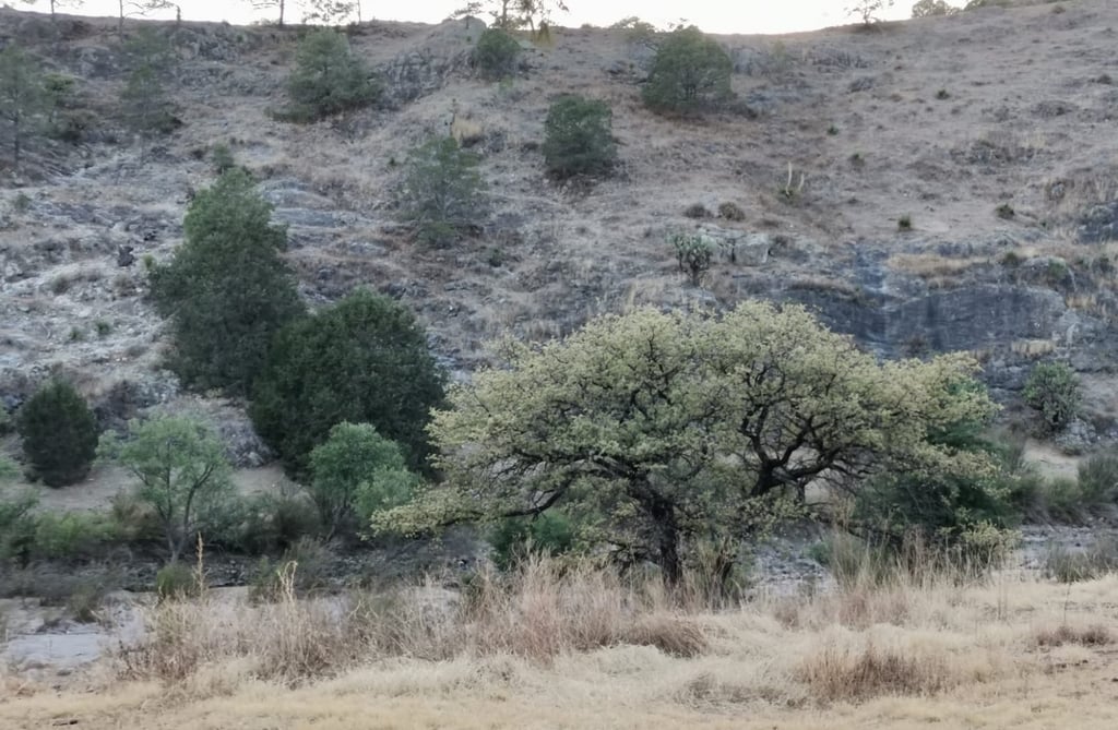 Ayuntamiento de Durango invertirá 10 mdp en subsidio de semilla de avena