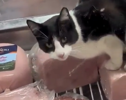 Clausuran tienda en Argentina tras captar a gato comiendo jamón