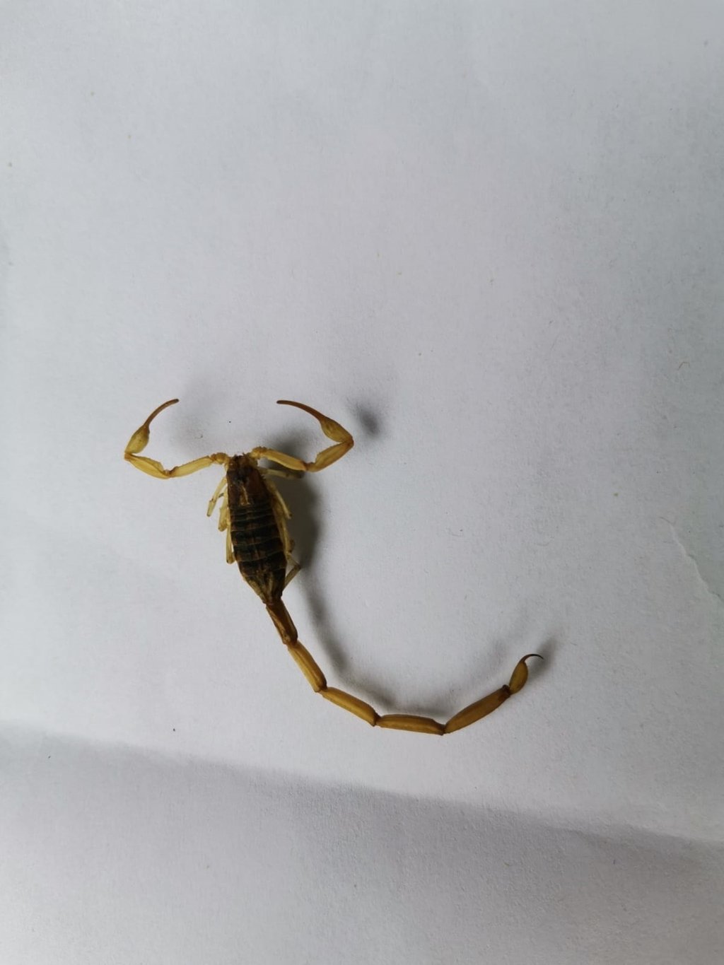 Ván más de dos mil atendidos por picadura de alacrán en Durango