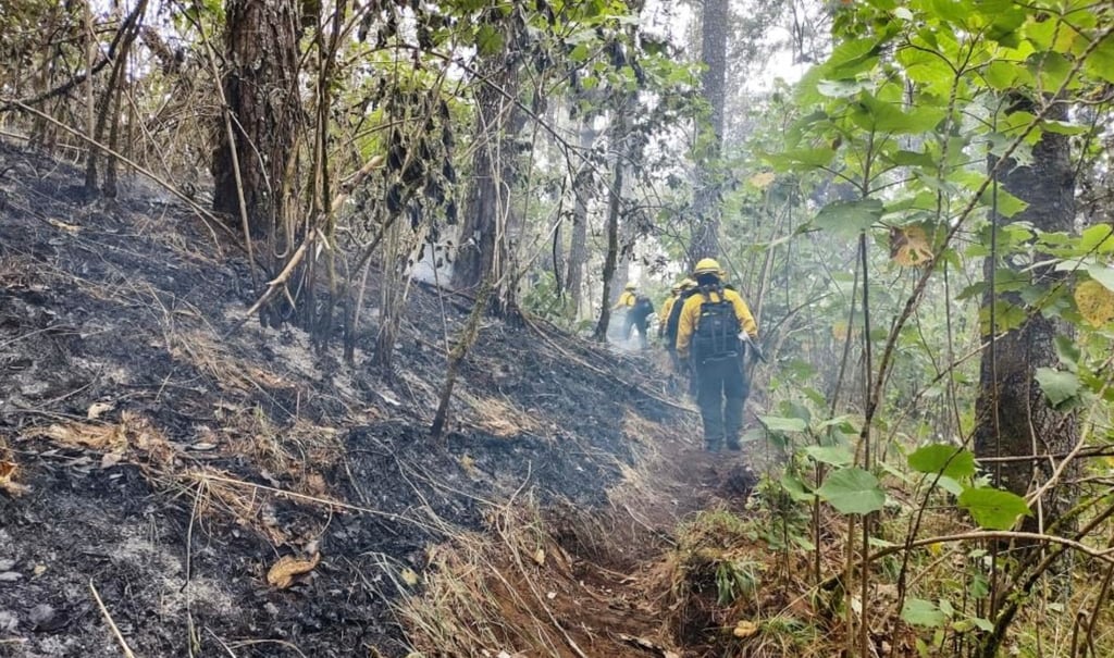 Durango Tercer Estado Más Afectado Por Los Incendios Forestales 1800