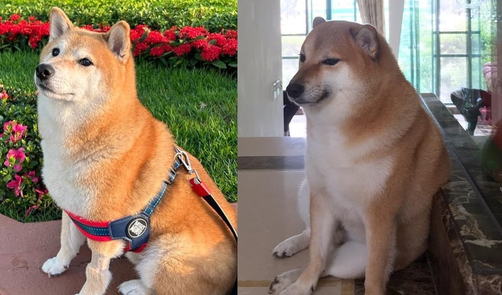 'Cheems' muestra mejorías en su salud