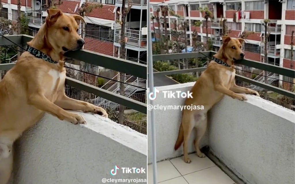 Descubren a perrito 'chismoso' y el video de su reacción se vuelve viral en TikTok