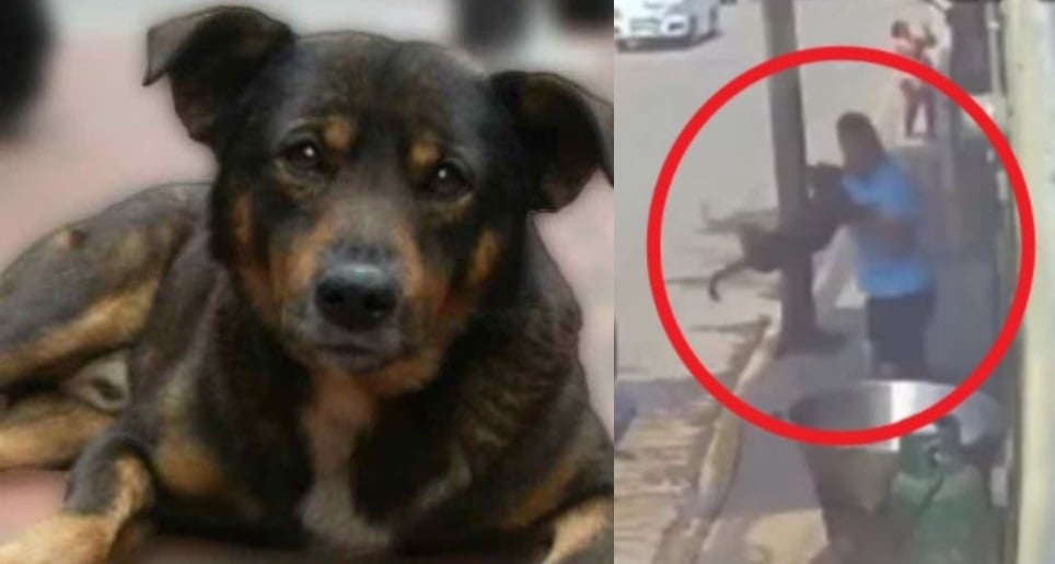 'Benito', el perrito que fue arrojado a aceite hirviendo sufrió por horas antes de morir