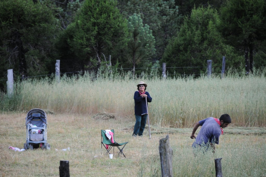 Indicador. De acuerdo con el Censo Agropecuario 2022 del Instituto Nacional de Estadística y Geografía (Inegi), el 10.6 por ciento de la mano de obra en el campo de Durango es de mujeres.