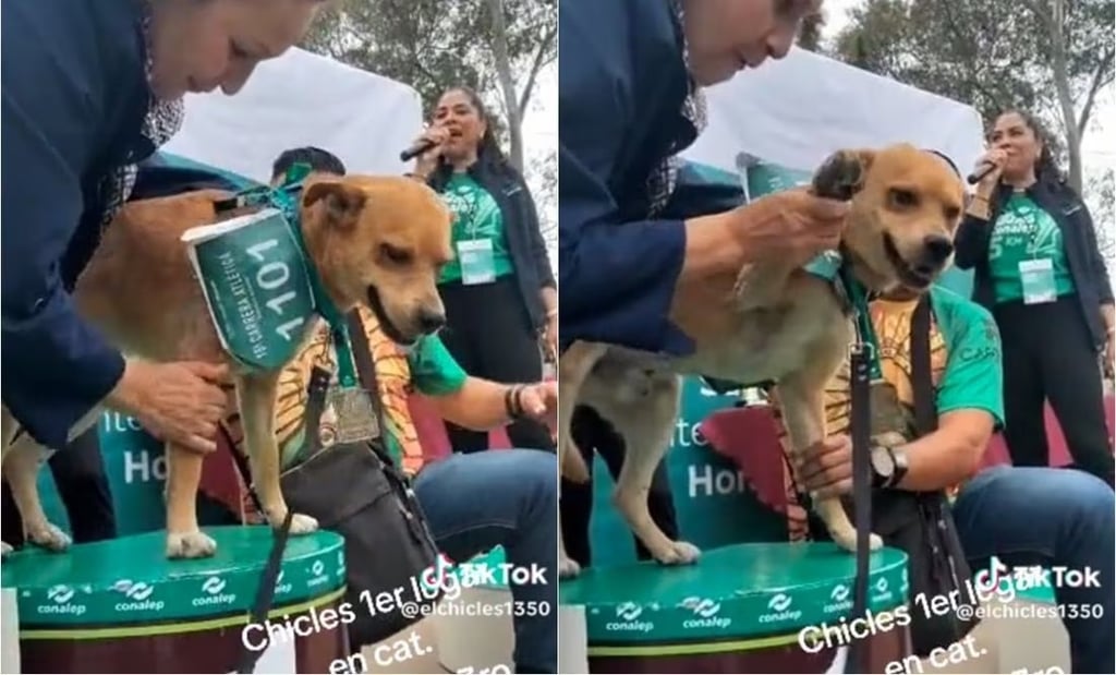 El video del lomito recibiendo la medalla se volvió viral en redes sociales. (Foto: TikTok @elchicles1350)