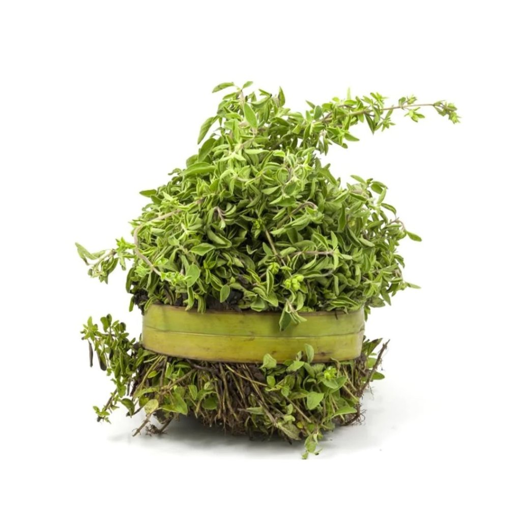 Benéfico.Debido a sus propiedades, también se aprovecha contra molestias digestivas y problemas hormonales. 