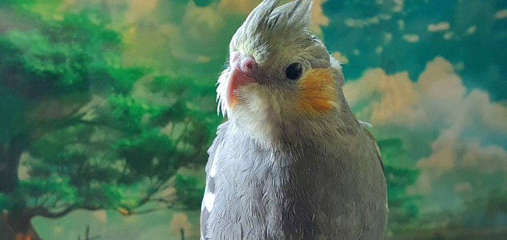 Buscan a ninfa bebé que se perdió en la ciudad de Durango; ofrecen recompensa