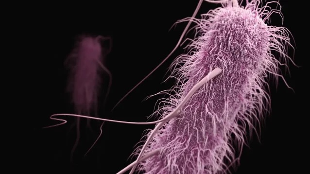 Todos los seres vivos con células eucariotas tienen un primer ancestro común conocido como LECA. (Foto: CDC/Unplash)