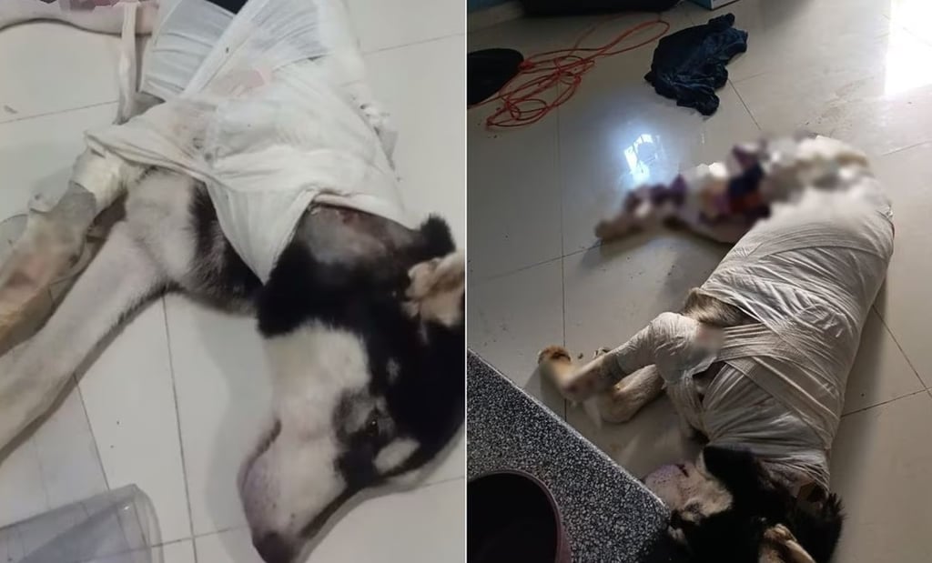 'Lobito llora todas las noches por sus heridas'; reportan ataque con aceite a perrito en Zihuatanejo