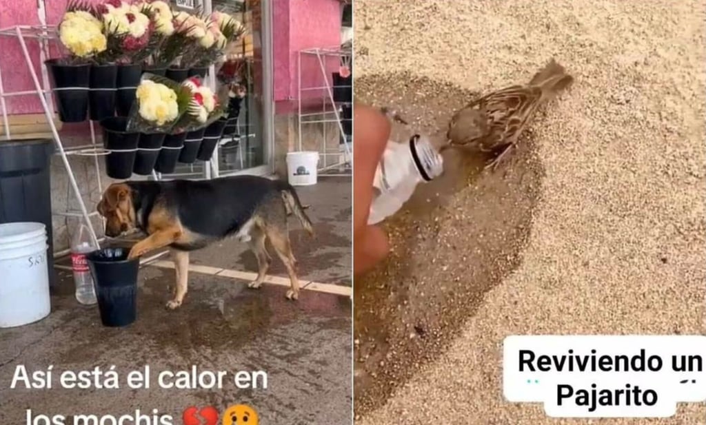 Video: Ola de calor no distingue; así 'combaten' los animales las altas temperaturas