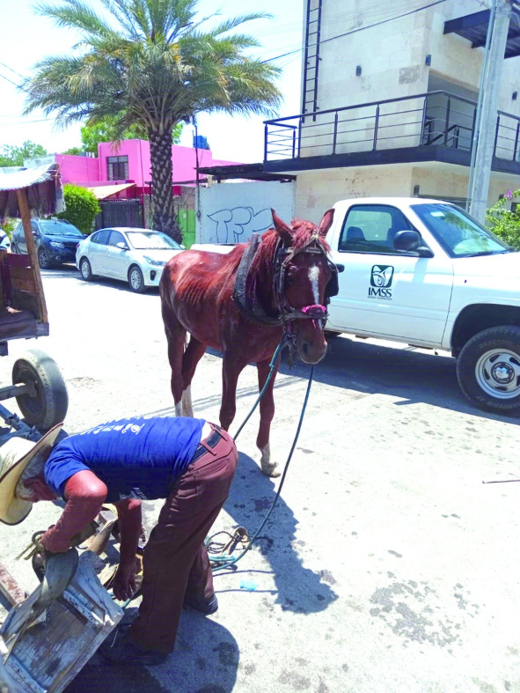 Emergencia. Atienden un caballo que presentó un golpe de calor en Gómez Palacio.