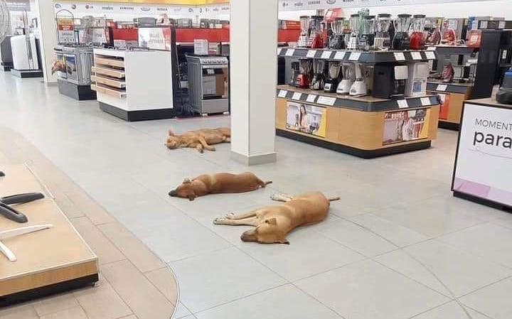Ante ola de calor, tienda de Gómez Palacio deja que ‘lomitos’ se refresquen