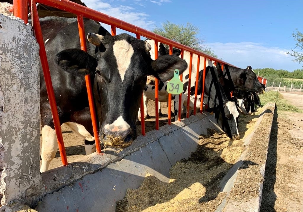 Más de 613 millones de litros de leche se han producido en Durango