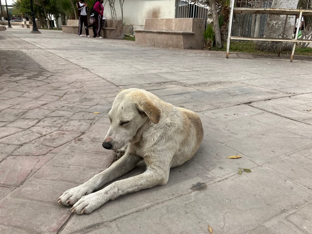 Determinación. Plantean a las sociedades protectoras de animales a sumarse a las acciones que se realizan.