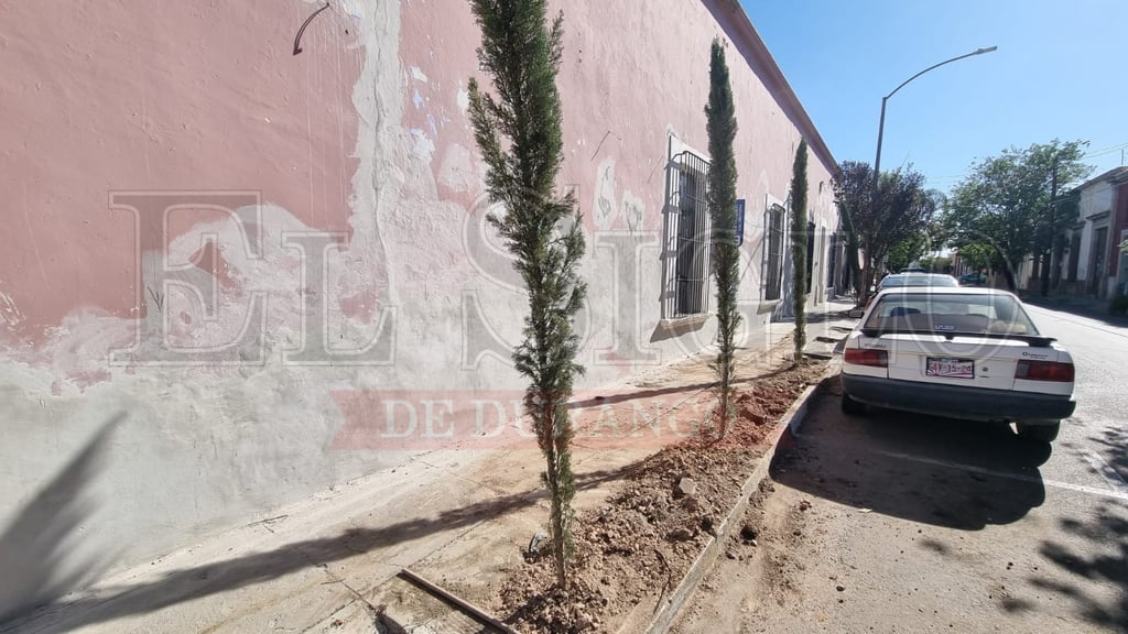 Tras denuncia en redes sociales, colocan nuevos árboles en Zona Centro de Durango