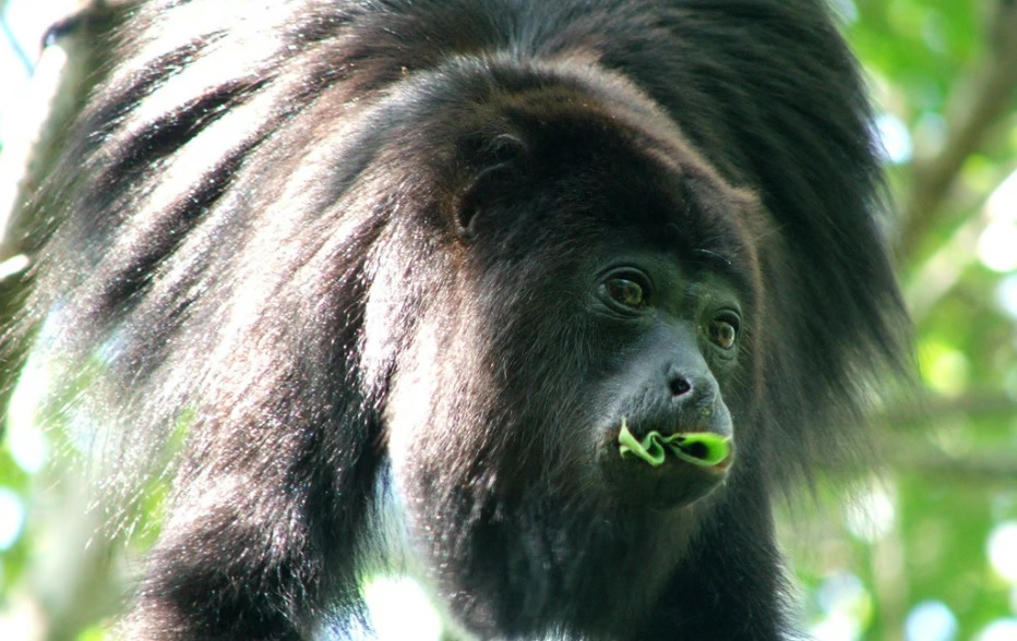 Perros trastocan sobrevivencia del mono aullador en Veracruz