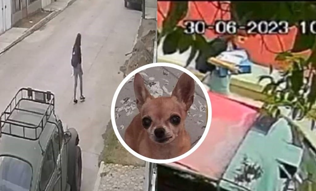 Buscan a 'Cloe', una perrita chihuahua que fue resguardada por una joven en Durango 