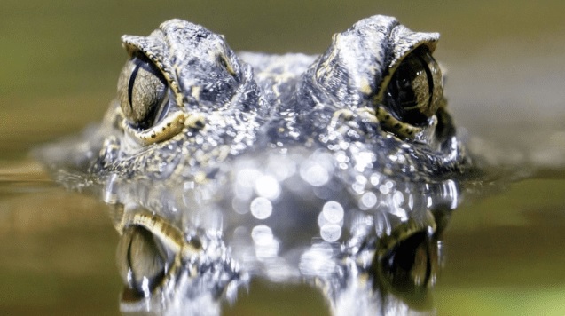 Un estudiante de bachillerato fue quien encontró el filón de fósiles. (EFE)