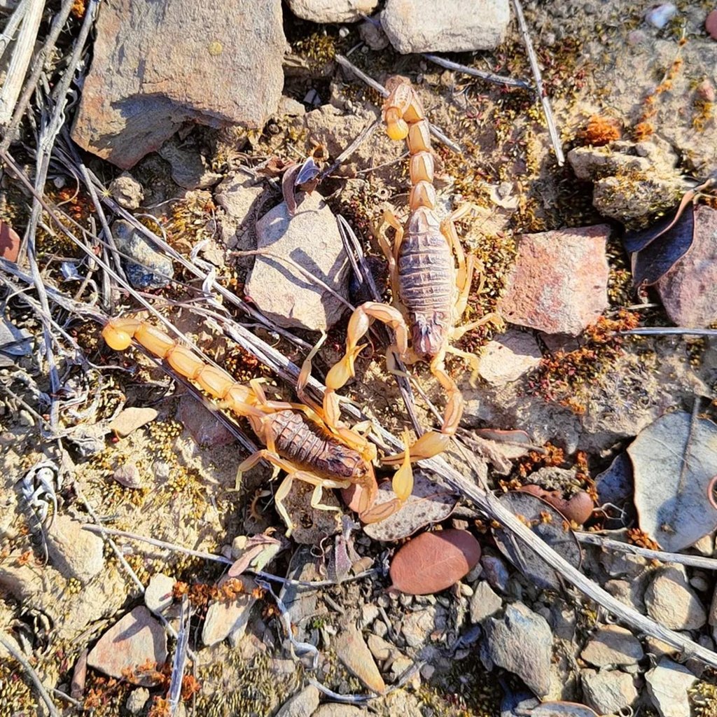 Crece número de atendidos por picadura de alacrán en Durango