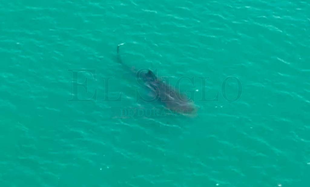 VIDEO: Reportan avistamiento de tiburón en Isla de la Piedra, en Mazatlán