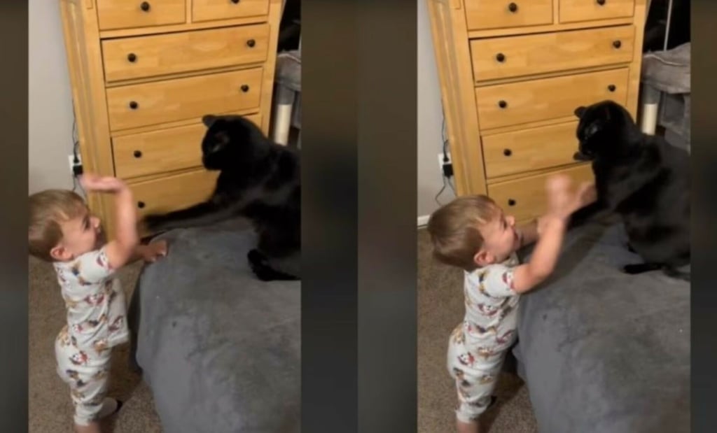 Gatito arrasa reproducciones en TikTok por su tierno juego con un bebé