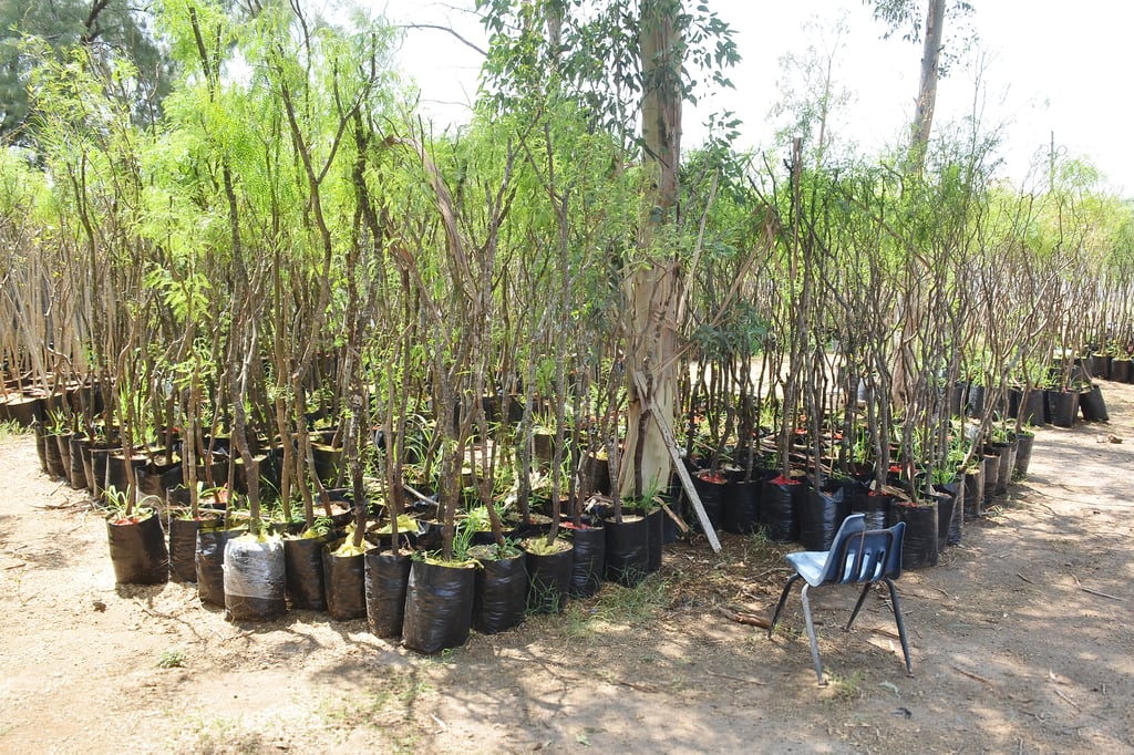 Donan árboles en Durango e incentivan su plantación