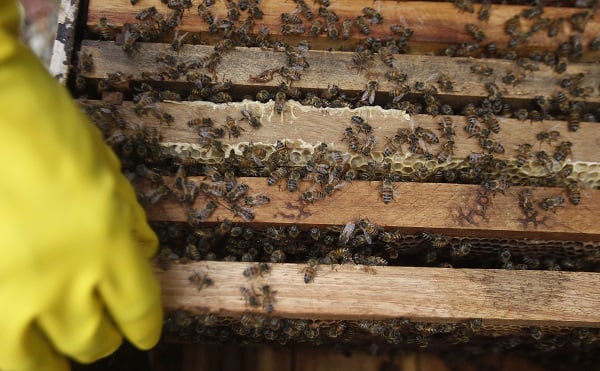 Reporta Durango una producción de 145 toneladas de miel en seis meses