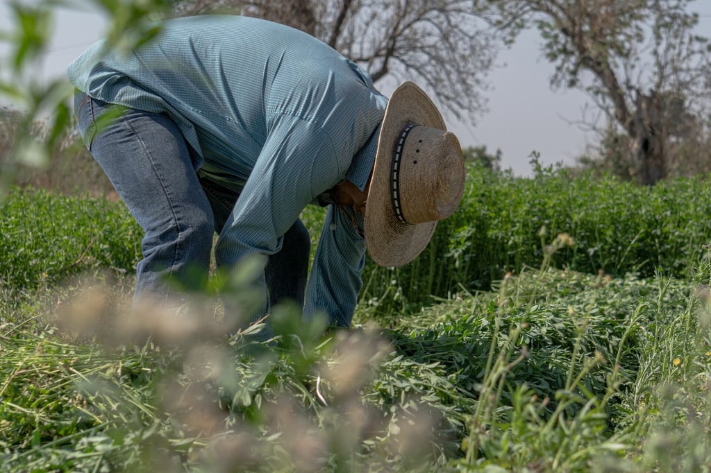 Secuestran a 18 jornaleros en Sinaloa y los obligan a trabajar hasta 15