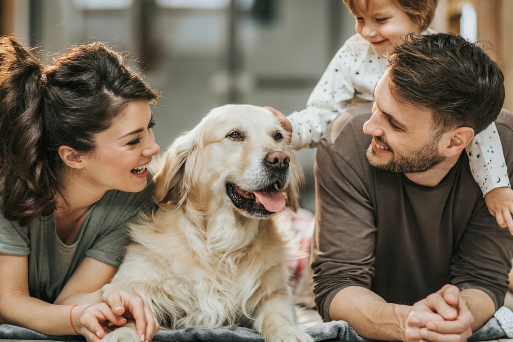Según datos de la Organización Mundial de Salud, existen más de 300 millones de perros en el mundo y el 70 por ciento de ellos no tienen hogar.