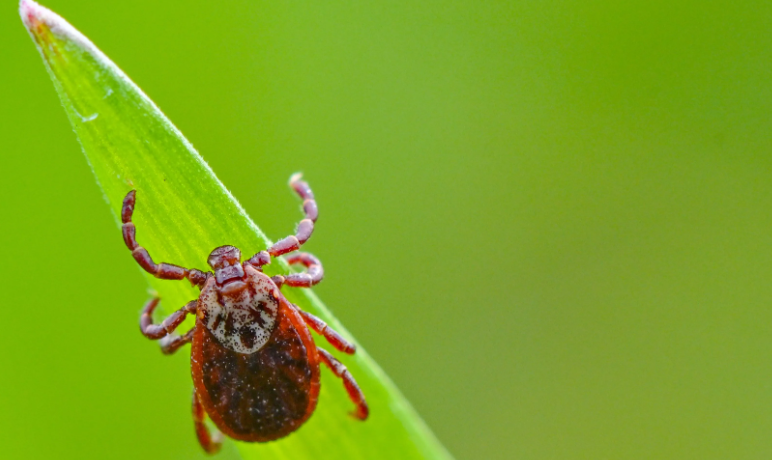 Costa Rica registra sus primeras muertes por rickettsiosis desde 1994