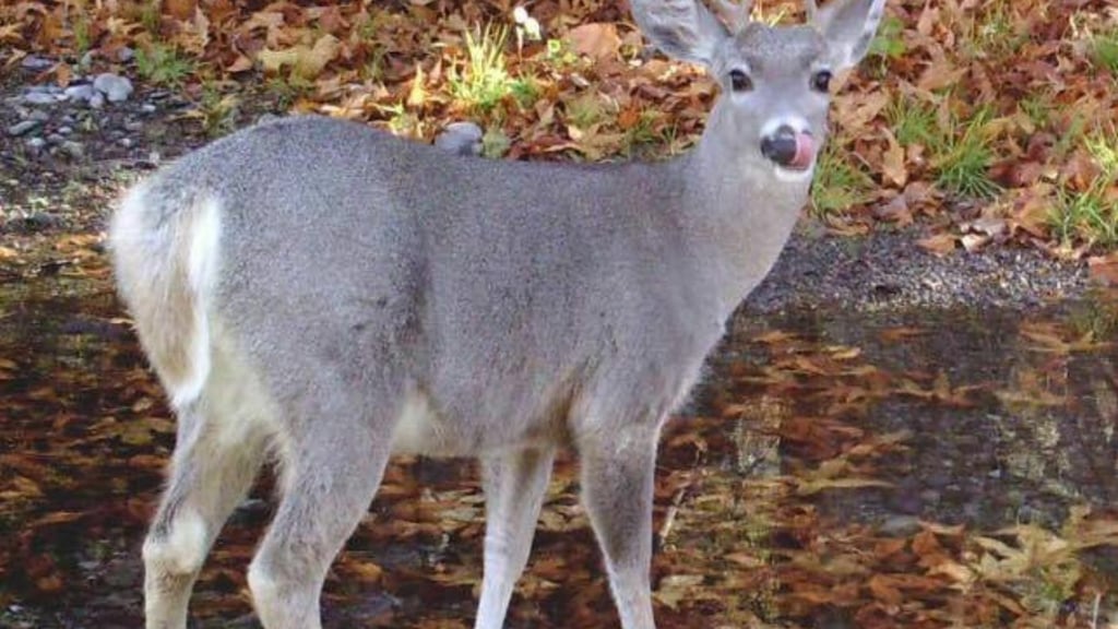 ESPECIAL: GOBIERNO DE MÉXICO 