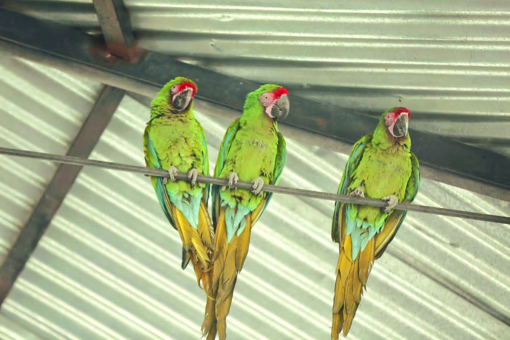 Espacio. Cumplirá con todos los requerimientos para el cuidado de las aves y árboles.