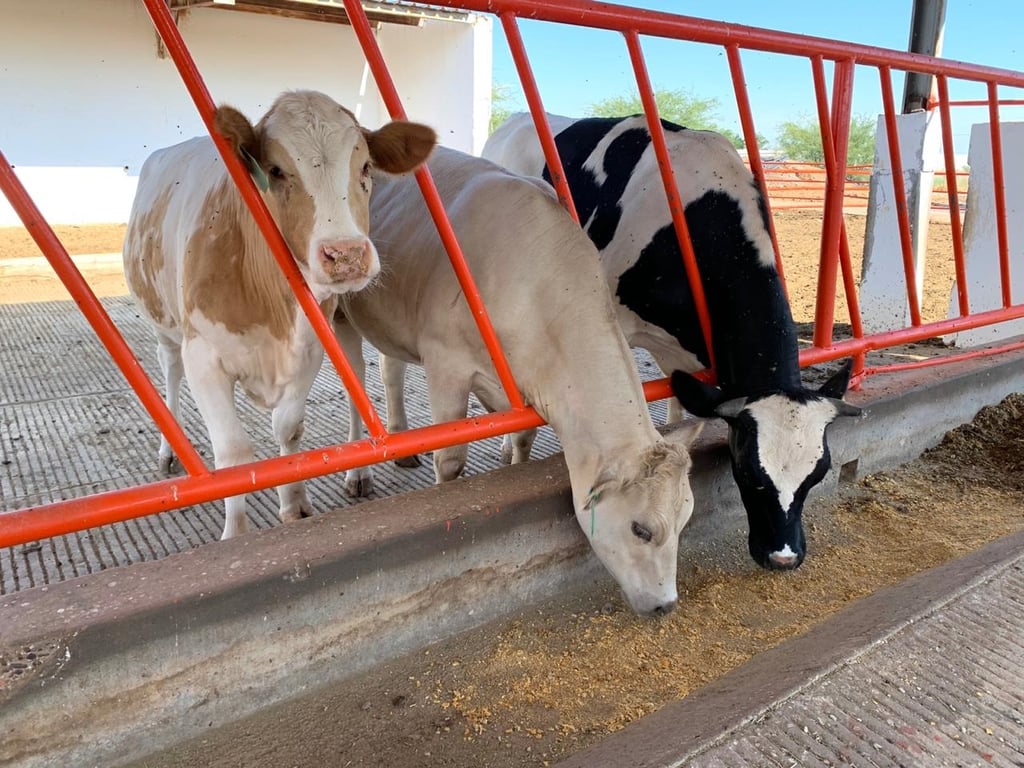 Durango, con el segundo hato de vacas lecheras más grande del país