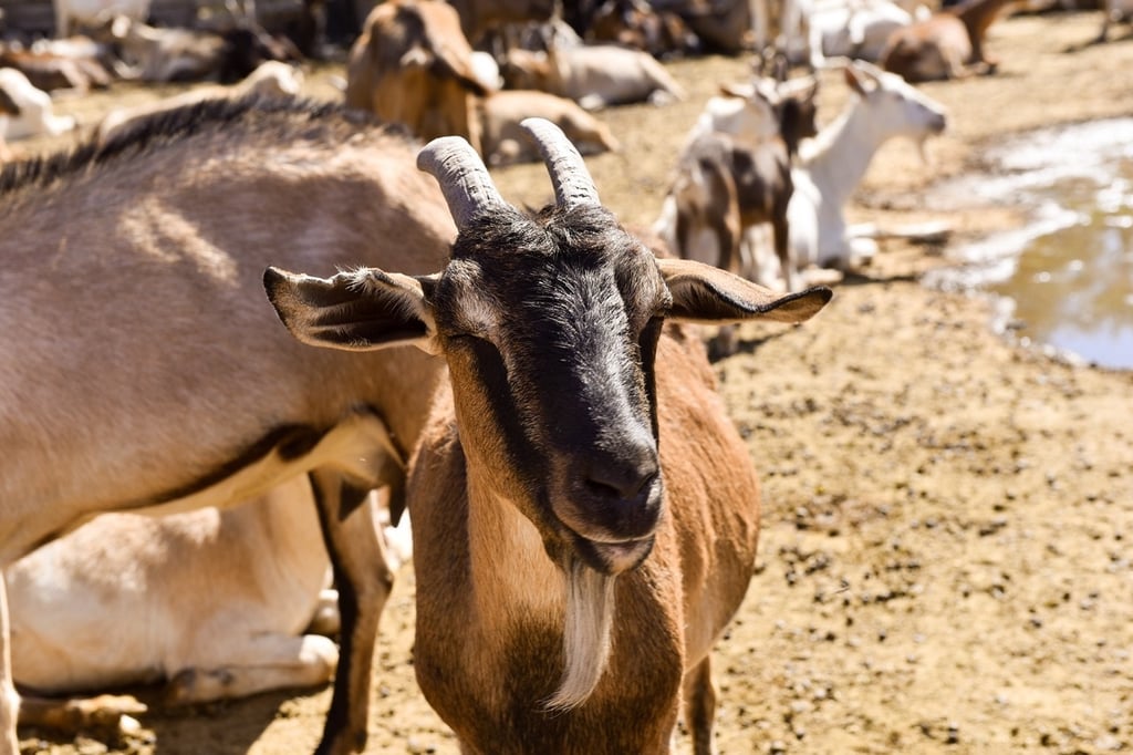 Potencial. Durango se mantiene como el tercero con la mayor aportación de este alimento en el país.